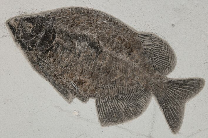 Exceptional, Fish Fossil (Phareodus) - Wyoming #211171